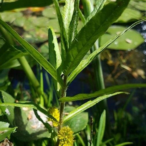 Lysimachia thyrsiflora Habitus