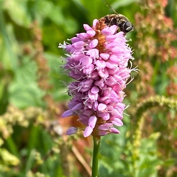 Bistorta officinalis Flors