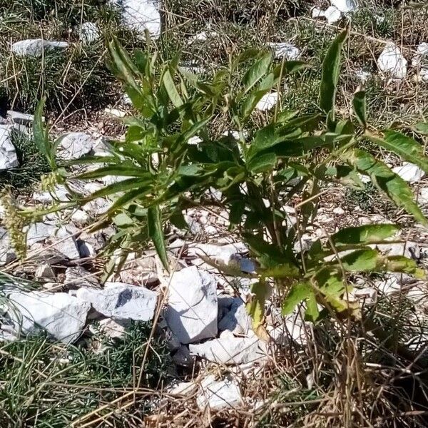 Sambucus ebulus кора