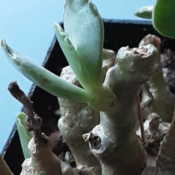 Adromischus schuldtianus 葉