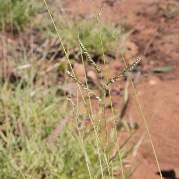 Urochloa trichopus Pokrój