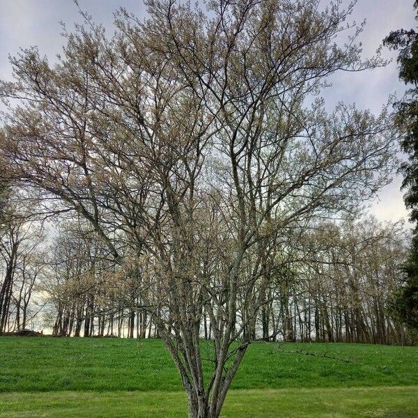 Amelanchier × lamarckii Habit