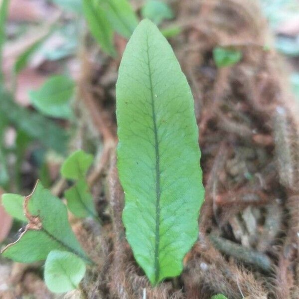 Microgramma lycopodioides Leaf