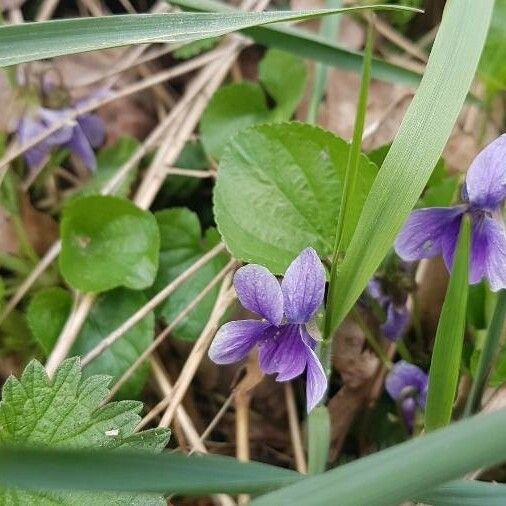 Viola adunca Flor