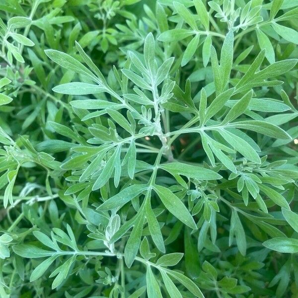 Artemisia absinthium Deilen