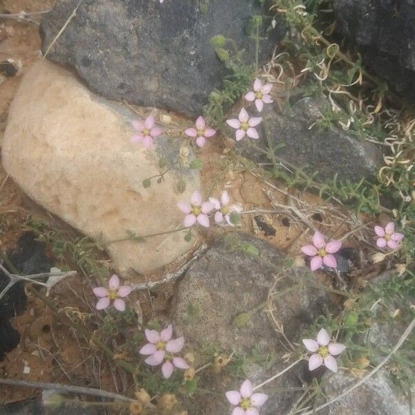 Rhodalsine geniculata 花