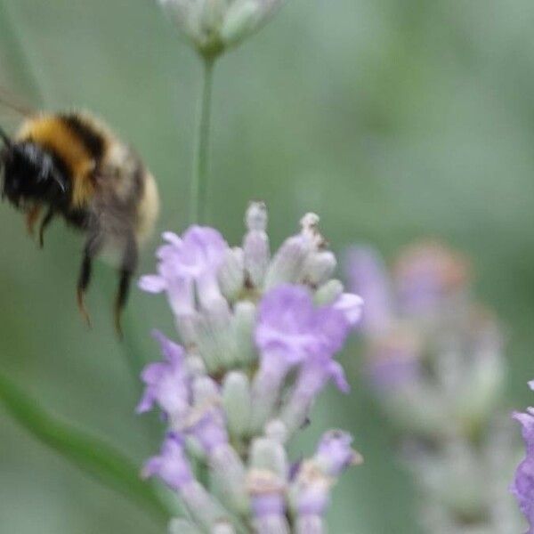 Lavandula latifolia Blüte