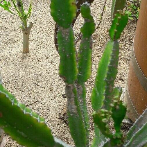 Euphorbia triangularis Leaf