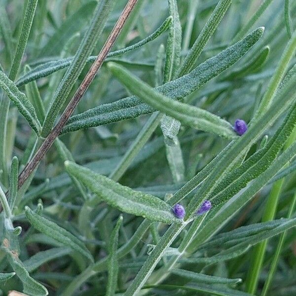 Lavandula angustifolia पत्ता