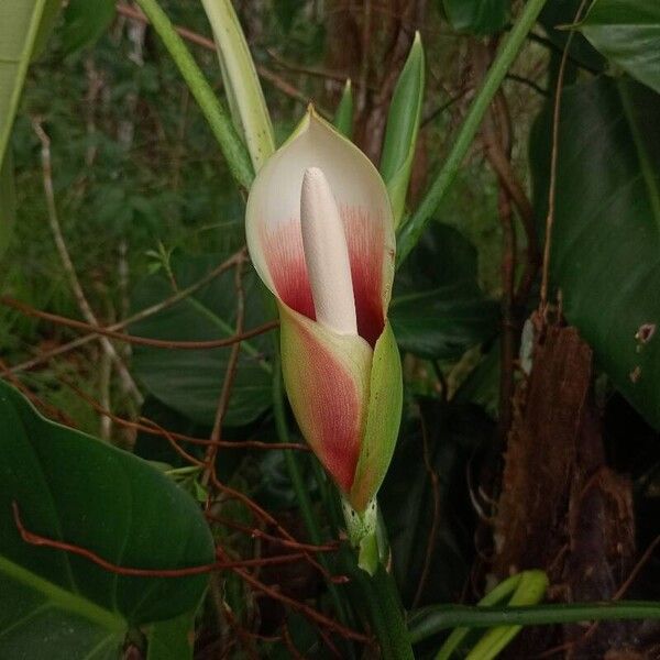 Philodendron sagittifolium Flors