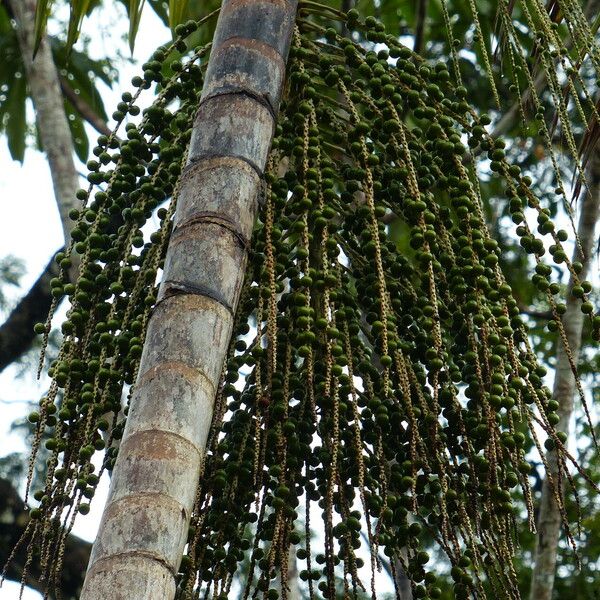 Euterpe oleracea Fruchs