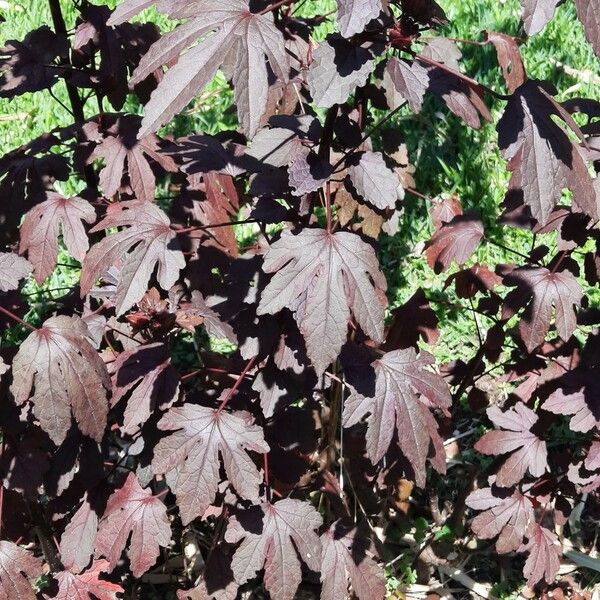 Hibiscus sabdariffa Habit