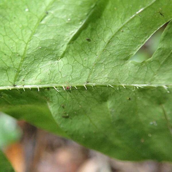 Pteris hamulosa Leaf