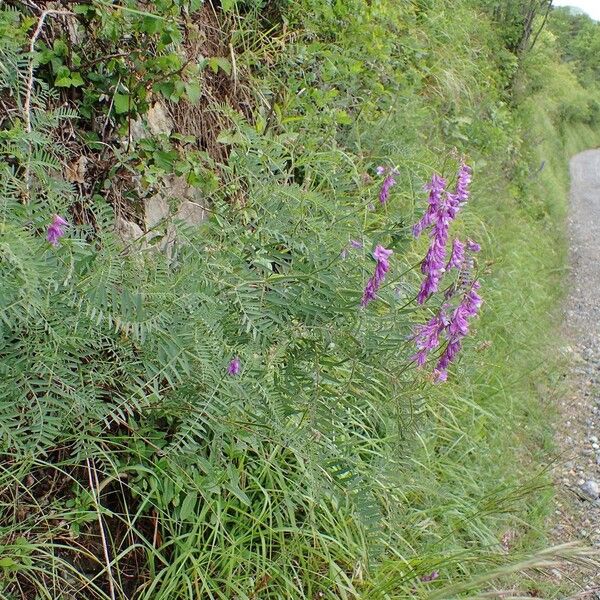 Vicia tenuifolia Habit