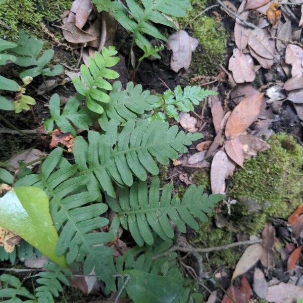 Polypodium virginianum Leaf