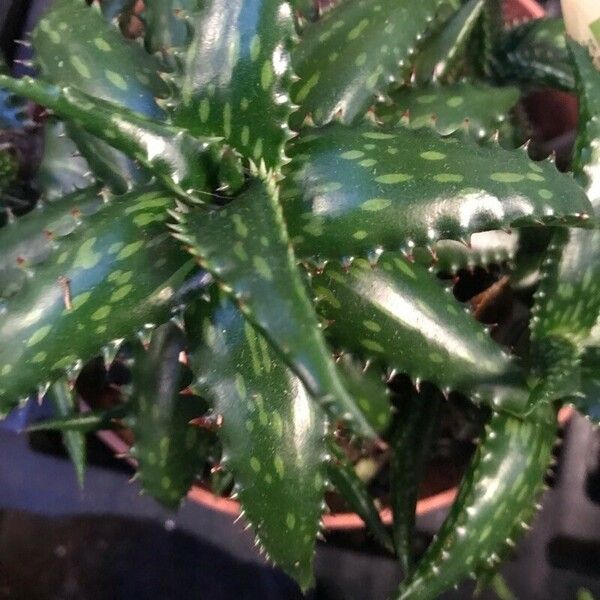 Aloe dorotheae Blatt