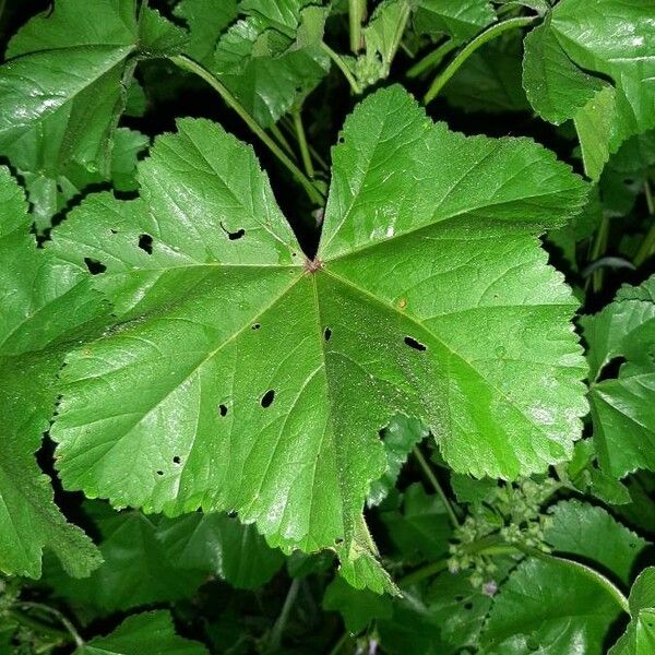 Malva setigera Leaf