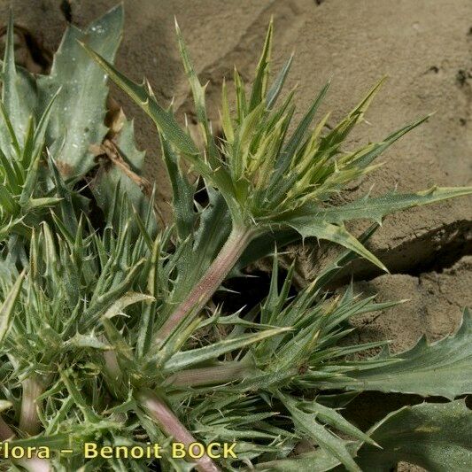 Eryngium galioides Staniste