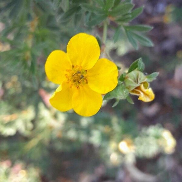 Dasiphora fruticosa Žiedas