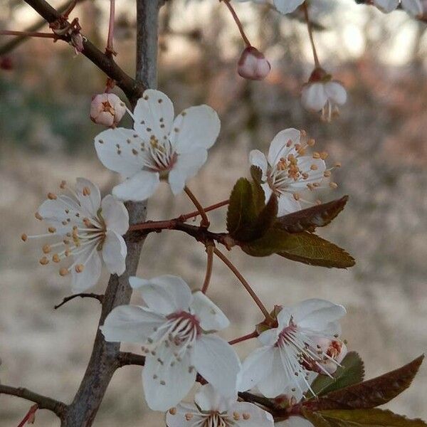 Prunus cerasifera പുഷ്പം