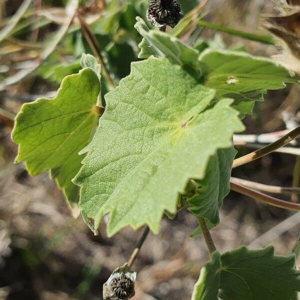 Abutilon grandiflorum Leaf