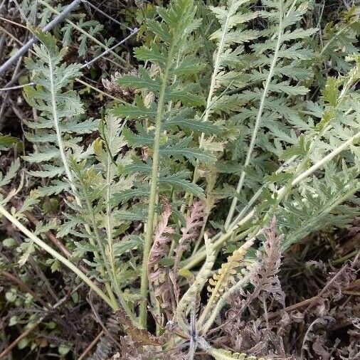 Achillea filipendulina पत्ता