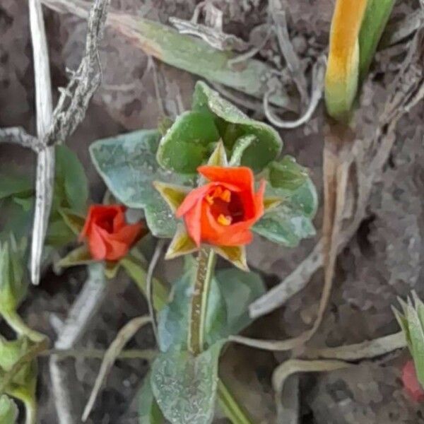 Anagallis arvensis Floare