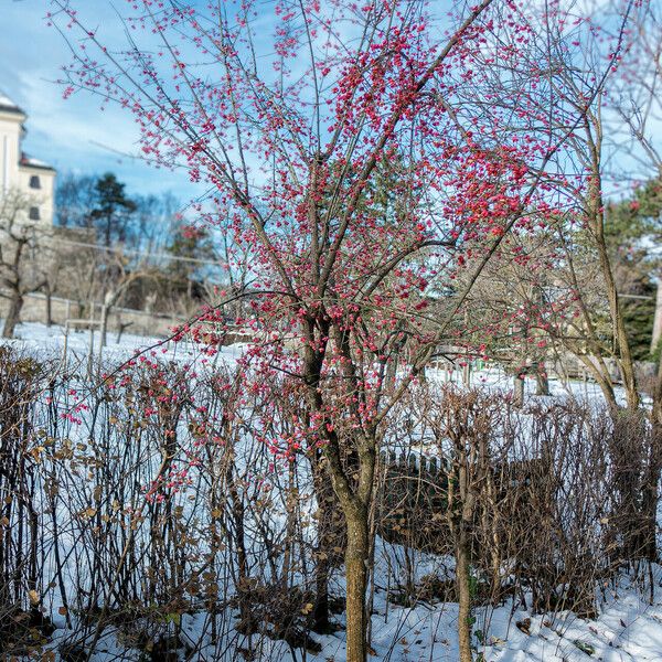 Euonymus europaeus Yeri