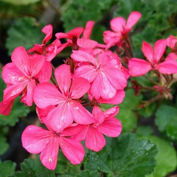 Pelargonium inquinans Bloem