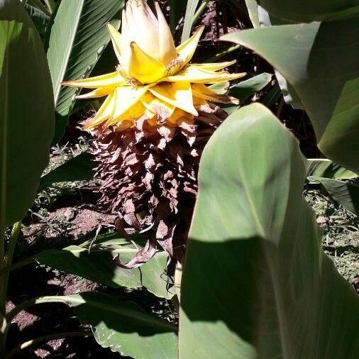 Ensete lasiocarpum Blodyn