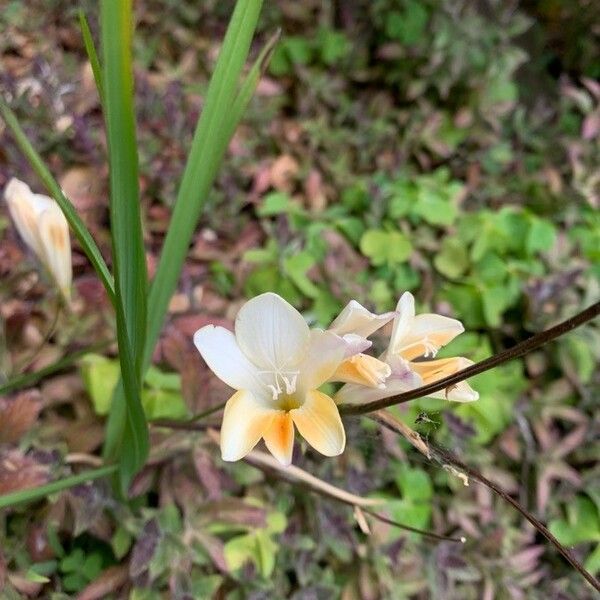 Freesia leichtlinii Blüte