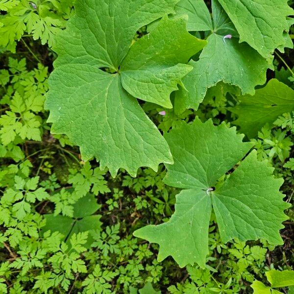 Achlys triphylla Blad