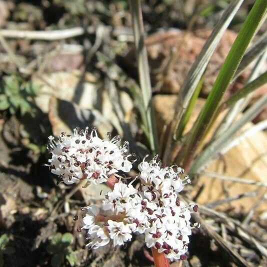 Lomatium linearifolium 花