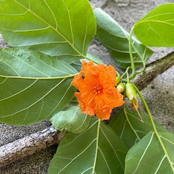 Cordia subcordata Flor