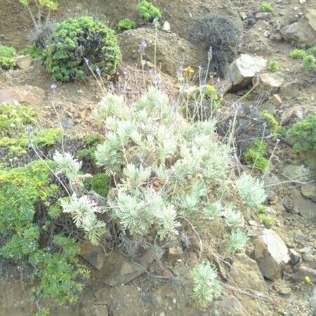 Lavandula canariensis Fuelha