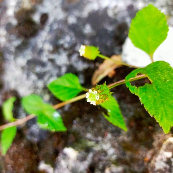 Lippia dulcis Blüte