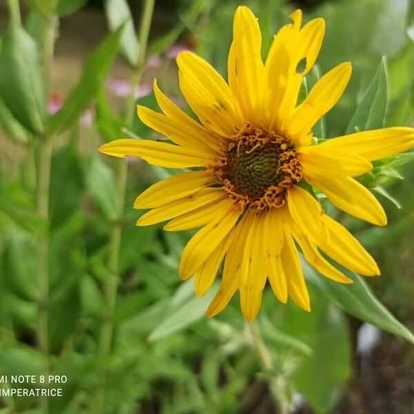 Silphium integrifolium 花