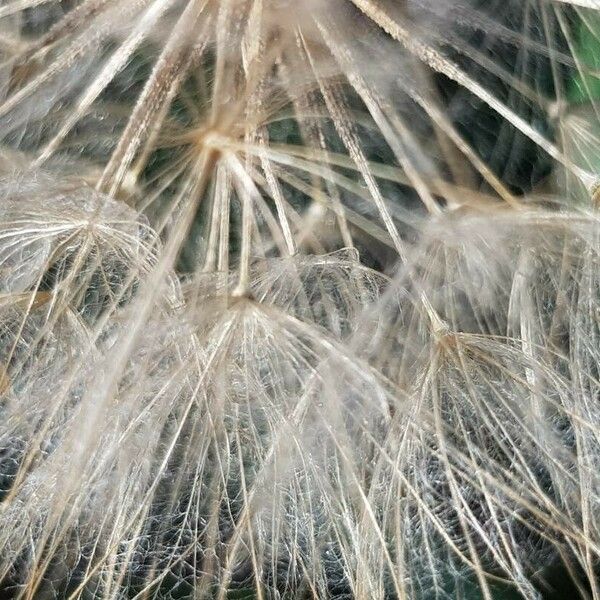 Tragopogon dubius Floro