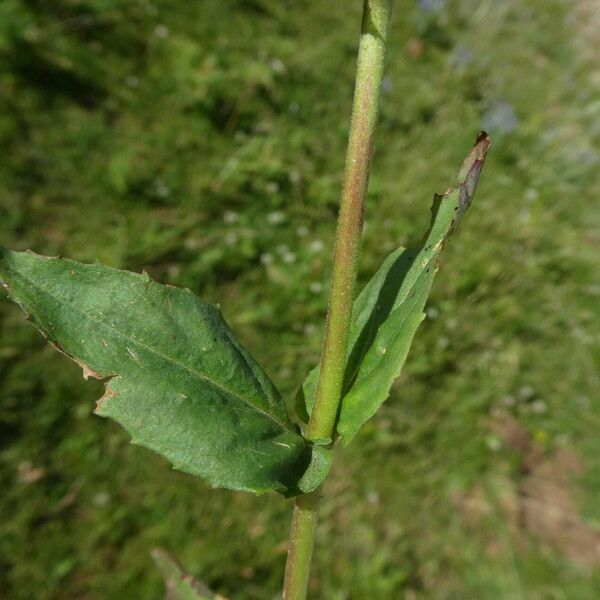 Epilobium montanum Fulla