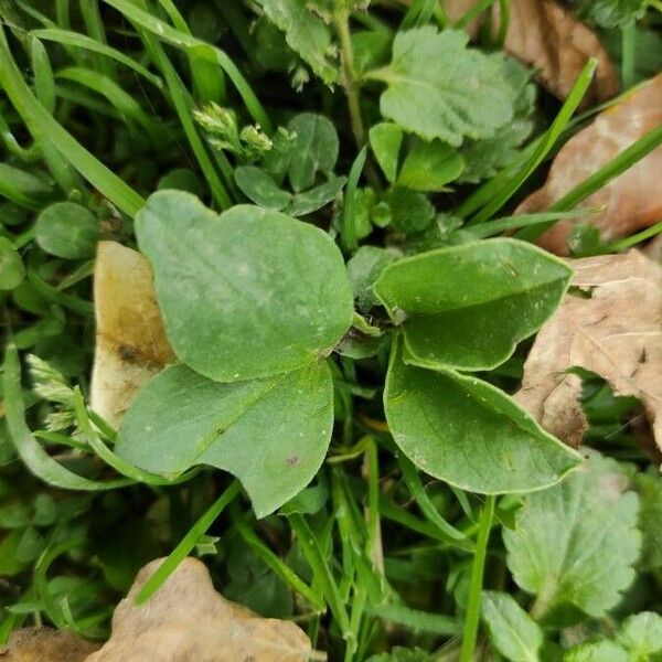 Vicia narbonensis Blad