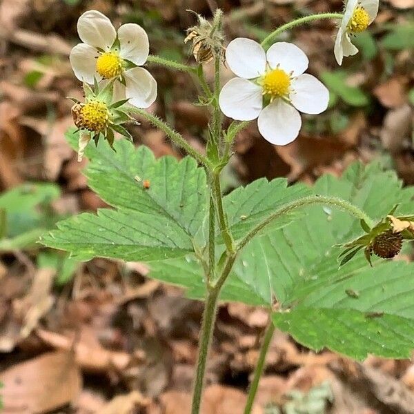 Fragaria moschata Pokrój