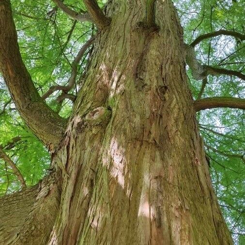 Taxodium distichum Habitus