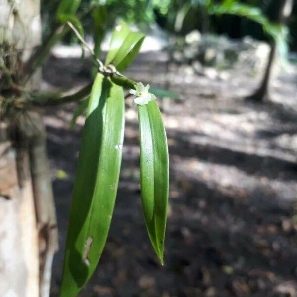 Scaphyglottis sickii 花