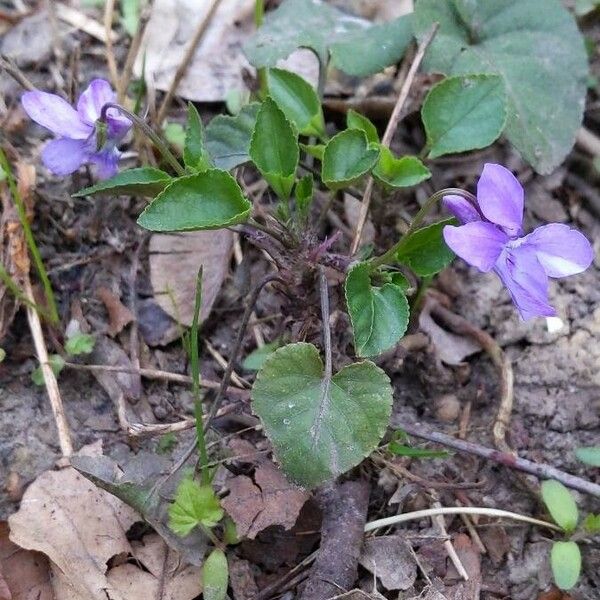 Viola reichenbachiana Hábito