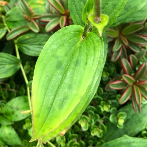 Tricyrtis formosana Leaf