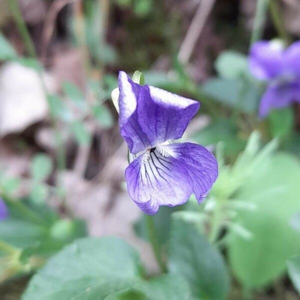 Viola riviniana Blüte