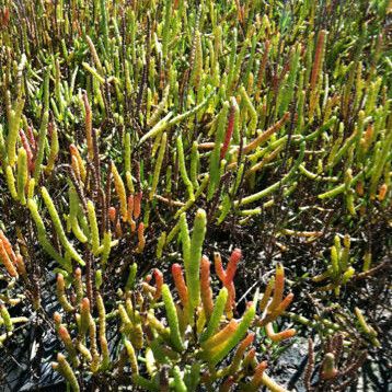 Salicornia bigelovii Habit