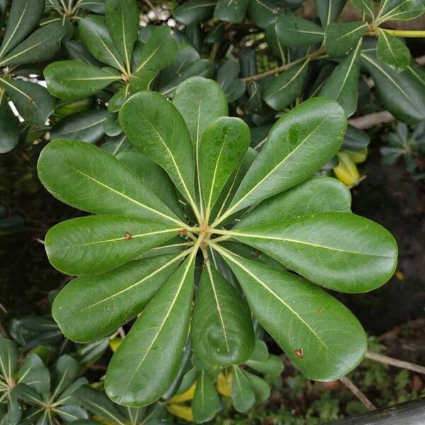 Pittosporum tobira Leaf