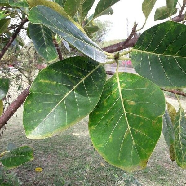 Ficus lutea Leaf