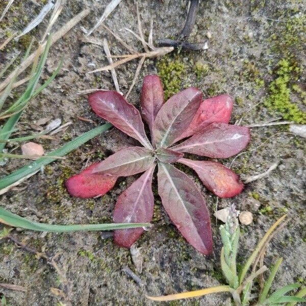 Oenothera biennis Folha